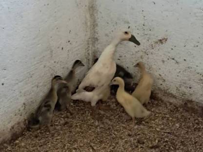 Verkaufe Enten