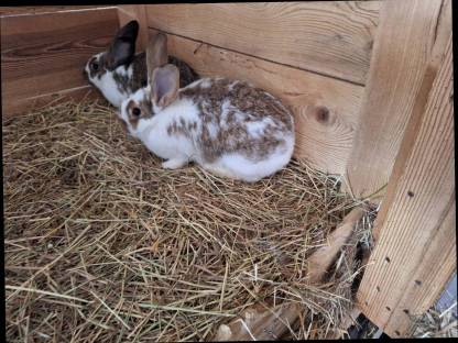 Kaninchen