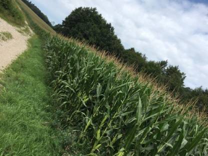 Bild 2:Maissilageballen