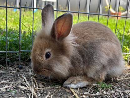 Bild 6:Zwergkaninchen abzugeben - 8 Wochen alt