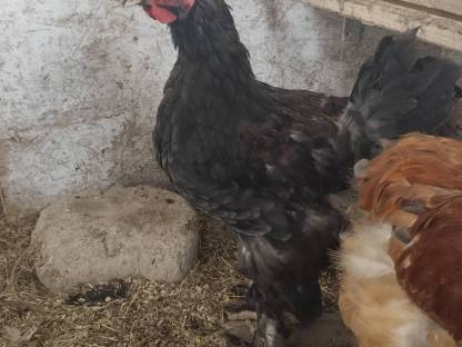 Brahma Pärchen