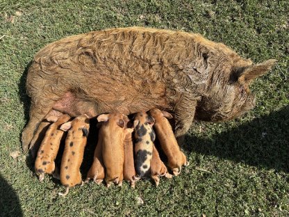 Bild 6:Warum Kune Kune besser sind als 'Minischweine'