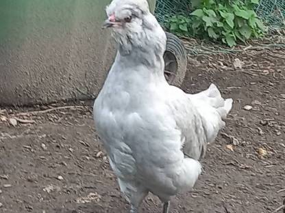 Lavender Araucana Pärchen