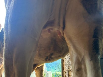 Bild 5:Bio Braunvieh Jungkalbin