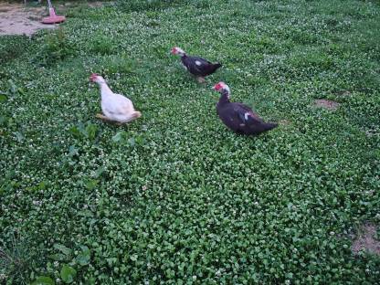 Enten
