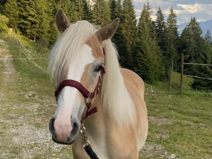 Bild 4:Haflinger Jährlingsstute Vanelia