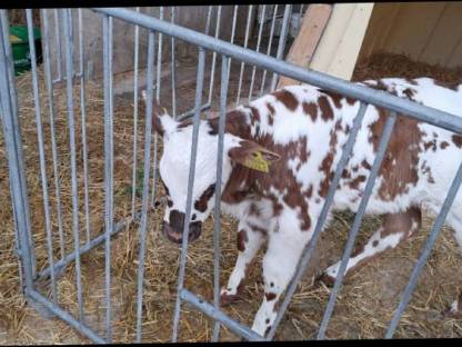 Bio Normande Stierkalb