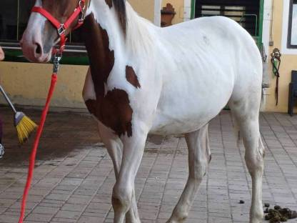 Bild 2:Pintohengst MR. SALVADOR