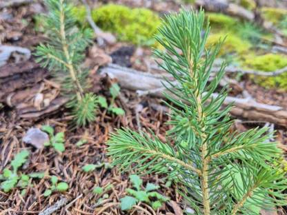 Bild 2:Aufforstung, Kulturpflege, Forstarbeit, Brennholzerzeugung