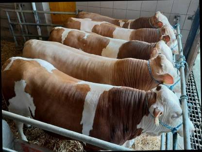 Verkaufe Fleckviehstiere