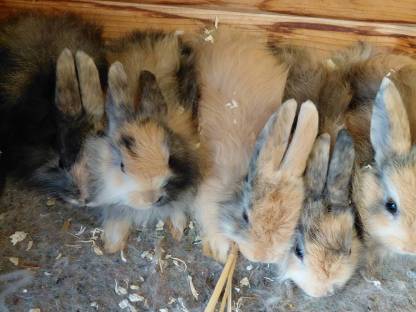 Jamora, Zwergkaninchen, Kaninchen