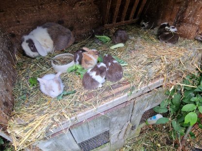 Viele kleine Minilop-Häschen