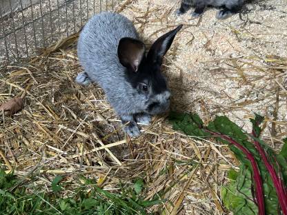 Bild 3:Helle Großsilber