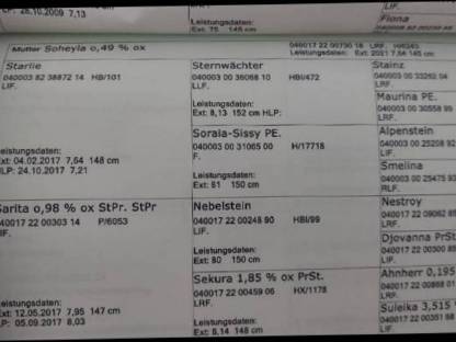 Bild 3:Verkaufe Haflinger Stute