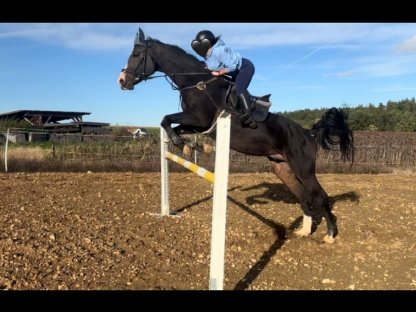 Bild 4:Schöner Wallach zu verkaufen