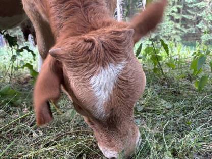 Stierkalb