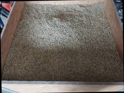 Bild 3:Bio-Ackerbohne