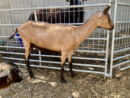 Bild 2:Mehrere Ziegen zu verkaufen