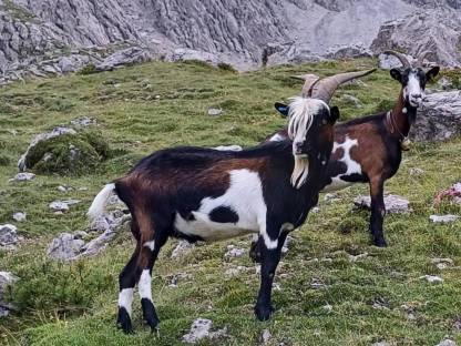 Tauernschecken Bock