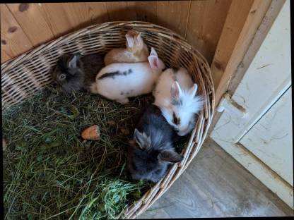 Bild 7:Löwenkopf Zwergkaninchen in allen Farben