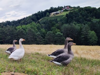 Graugans/Graugänse zu vergeben