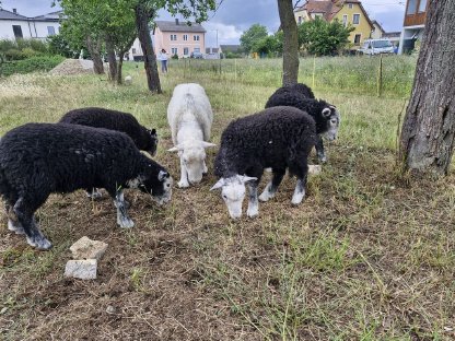 Bild 6:Reinrassige Herdwick Schafe zu verkaufen