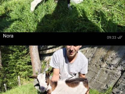 Bild 9:Tauernschecken Kitze