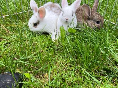 Zwergkaninchen Babys