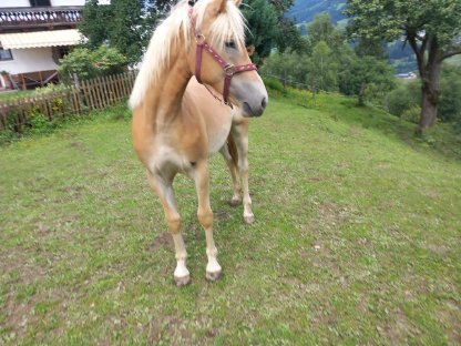 Bild 3:Verkaufe Haflinger Jährlings Stute