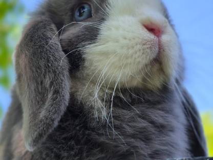 Bild 5:Zwerghase Minilop Schlappohren Hängeohren