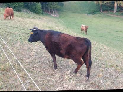 Bild 3:BIO Dexter Kuh trächtig