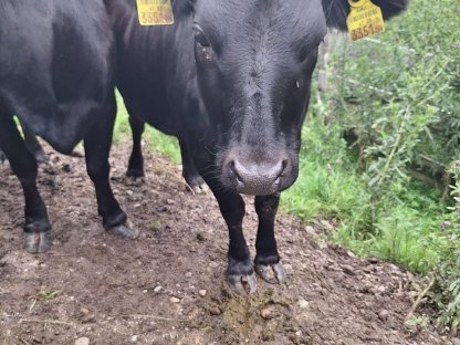 Bild 3:Dahomey Kühe