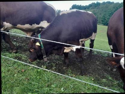 Bild 2:Bio Pinzgauer Rinder reinrassig