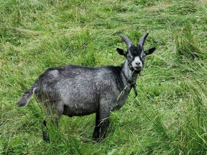 Junger Ziegenbock, Bockkitz, Goaßbock