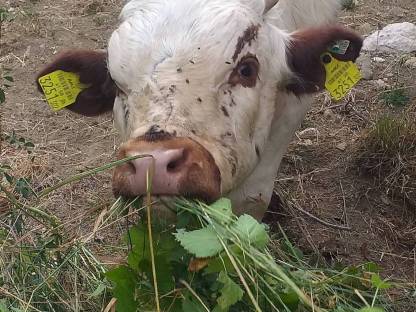 Pustertaler Sprinzen Stier