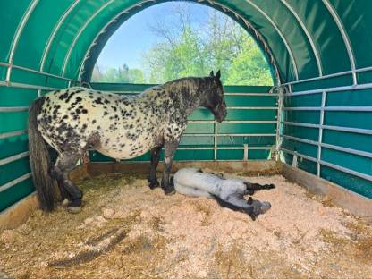 Bild 9:Noriker Stute und Jährling zu verkaufen