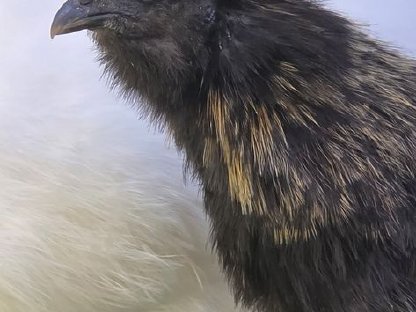 Seidenhuhn Hähne
