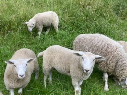 Bild 3:Verkauf Bio-Texel Lämmer
