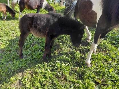 Bild 4:Pony Fohlen