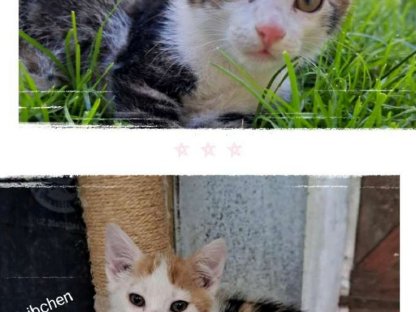 Babykatzen vom Bauernhof, 10 Wochen alt
