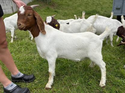 Burenziegenbock