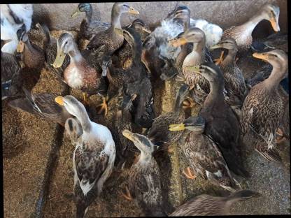 Bild 2:Roue Clair Enten