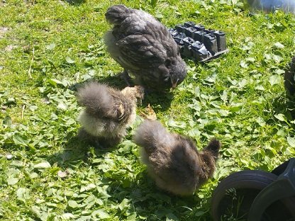 Bild 2:Orpingtons, Araucaner, Seidis