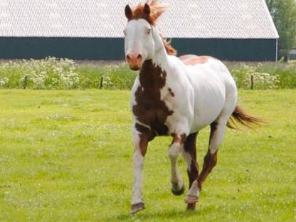 Painthorse Deckhengst gekört APHA, ZSSE