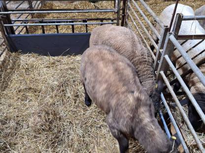 Bild 3:Suffolk Widder