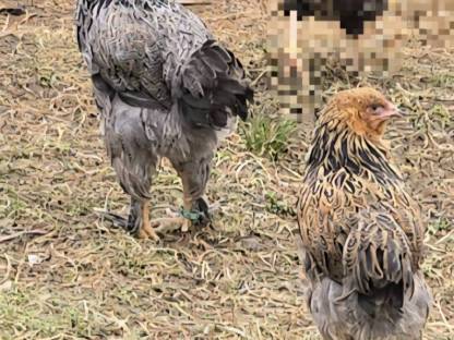 Brahma Hennen