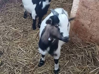 Verkaufe Mini-Zwergziegenbock