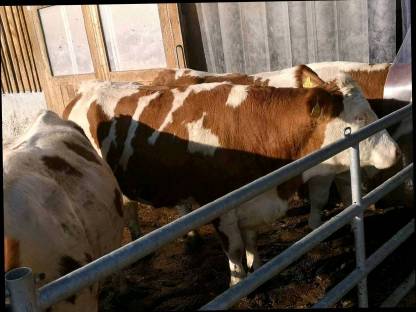 Bild 3:Milchkühe und Kalbinnen zu verkaufen