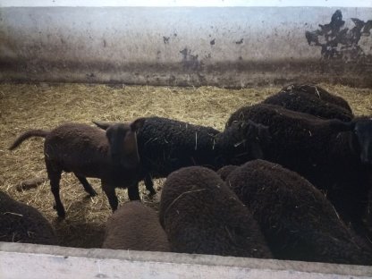 Bild 2:Jura Lämmer Jungwidder und Schafe