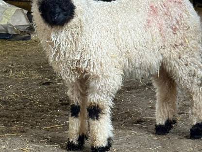 Bild 2:Walliser Schwarznasenschafe